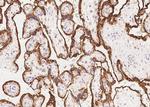 Growth Hormone Antibody in Immunohistochemistry (Paraffin) (IHC (P))