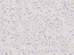 Connexin 43 Antibody in Immunohistochemistry (Paraffin) (IHC (P))