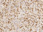 Connexin 43 Antibody in Immunohistochemistry (Paraffin) (IHC (P))