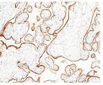 LIFR Antibody in Immunohistochemistry (Paraffin) (IHC (P))