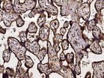 Neuropilin 1 Antibody in Immunohistochemistry (Paraffin) (IHC (P))