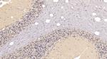 SIGLEC10 Antibody in Immunohistochemistry (Paraffin) (IHC (P))