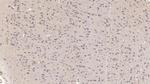 SIGLEC10 Antibody in Immunohistochemistry (Paraffin) (IHC (P))