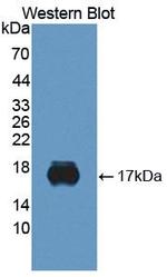 SIGLEC10 Antibody in Western Blot (WB)