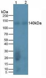 REV1 Antibody in Western Blot (WB)