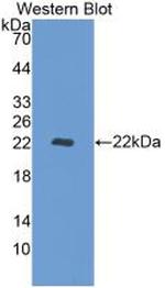 REV1 Antibody in Western Blot (WB)