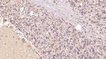 PTH2R Antibody in Immunohistochemistry (Paraffin) (IHC (P))