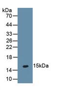 PTH2R Antibody in Western Blot (WB)