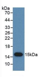 PSCA Antibody in Western Blot (WB)