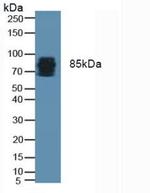 Periostin Antibody in Western Blot (WB)