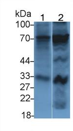 OAS2 Antibody in Western Blot (WB)