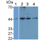 Podocin Antibody in Western Blot (WB)