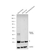 Podocin Antibody in Western Blot (WB)