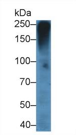 MUC5AC Antibody in Western Blot (WB)