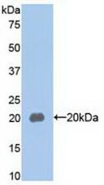 MUC5AC Antibody in Western Blot (WB)