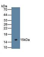 MUC2 Antibody in Western Blot (WB)