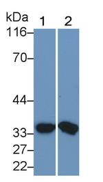 MMP7 Antibody in Western Blot (WB)