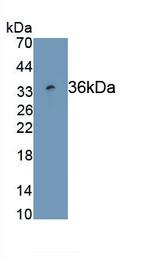 Mesothelin Antibody in Western Blot (WB)