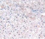 IFNA5 Antibody in Immunohistochemistry (Paraffin) (IHC (P))