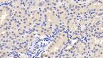 Leptin Antibody in Immunohistochemistry (Paraffin) (IHC (P))