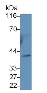 INHA Antibody in Western Blot (WB)