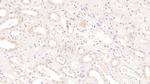 IL-9 Antibody in Immunohistochemistry (Paraffin) (IHC (P))