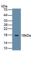 IL-9 Antibody in Western Blot (WB)