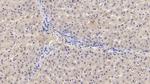 IL-29 Antibody in Immunohistochemistry (Paraffin) (IHC (P))