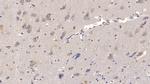 IL-29 Antibody in Immunohistochemistry (Paraffin) (IHC (P))