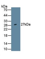 IL-29 Antibody in Western Blot (WB)