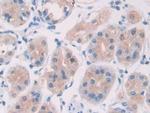 IL-28A Antibody in Immunohistochemistry (Paraffin) (IHC (P))