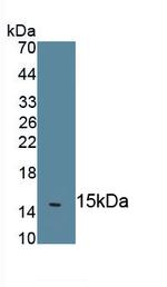 IL-18 Antibody in Western Blot (WB)