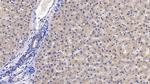 IGFBP4 Antibody in Immunohistochemistry (Paraffin) (IHC (P))