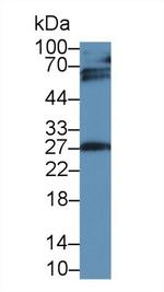 IGFBP4 Antibody in Western Blot (WB)