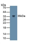 NGF Antibody in Western Blot (WB)