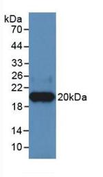 HPa1 Antibody in Western Blot (WB)