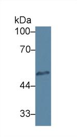 HPa1 Antibody in Western Blot (WB)