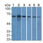 HDAC1 Antibody in Western Blot (WB)