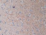 HAMP Antibody in Immunohistochemistry (Paraffin) (IHC (P))