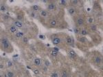 HAMP Antibody in Immunohistochemistry (Paraffin) (IHC (P))