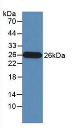 Granzyme M Antibody in Western Blot (WB)