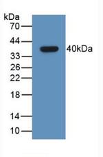 GHRH Antibody in Western Blot (WB)