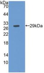 Fibulin 3 Antibody in Western Blot (WB)