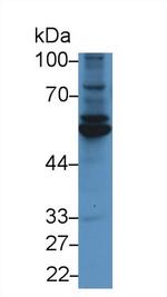 Fibulin 3 Antibody in Western Blot (WB)