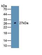 Ferritin Heavy Chain Antibody in Western Blot (WB)