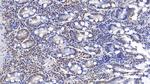 ERLIN2 Antibody in Immunohistochemistry (Paraffin) (IHC (P))