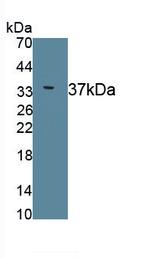 ERLIN2 Antibody in Western Blot (WB)