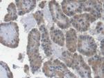 Epo Antibody in Immunohistochemistry (Paraffin) (IHC (P))