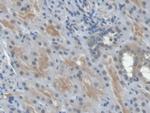 Epo Antibody in Immunohistochemistry (Paraffin) (IHC (P))