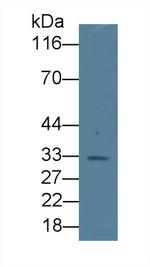 Epo Antibody in Western Blot (WB)